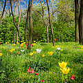 Mystic Forest With Flowers