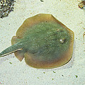 Stingray