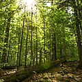 Sunlit Primeval Forest