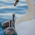 Family Idyll
