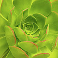 Detail Of A Fresh Green Succulent Plant With Pure Raindrops On Its Colorful Leaves