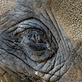 Eye With Long Eyelashes And Wrinkled Skin Of An African Elephant