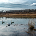Scenic Landscape With Swan And Abandoned Meander In The National Park Danube Wetlands In Austria